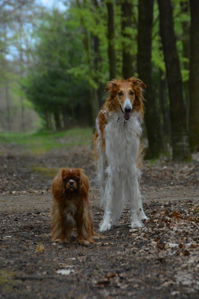 Borzoi - Kashmir 'Wild wind of Russia' billede 16