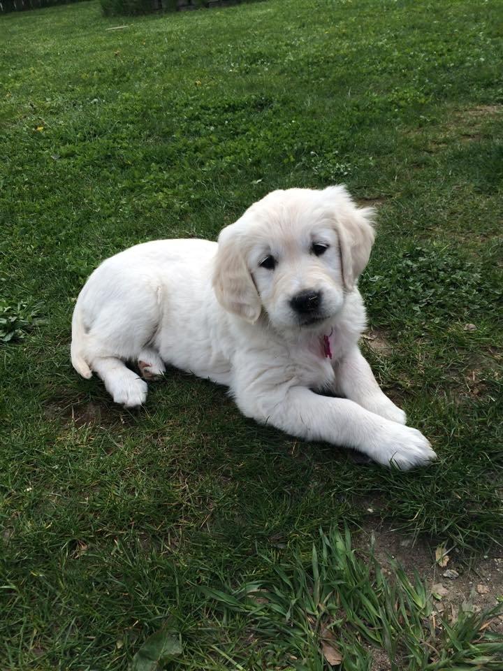 Golden retriever Lilly billede 1