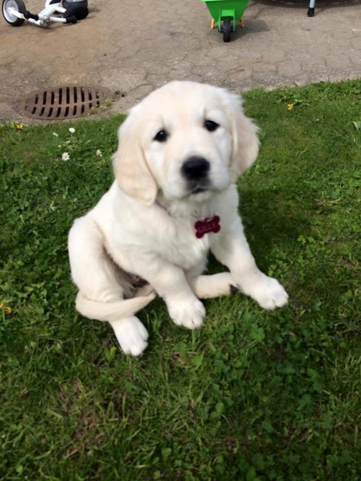 Golden retriever Lilly billede 19