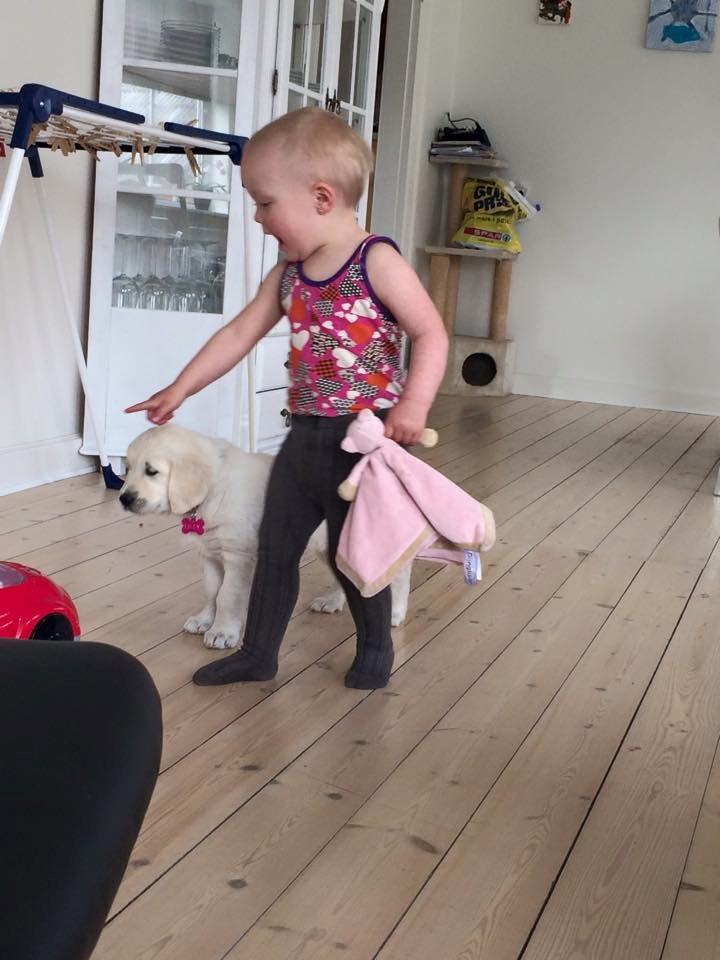 Golden retriever Lilly billede 21