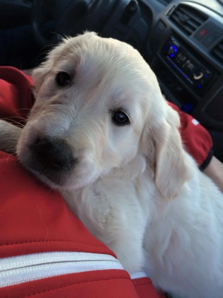 Golden retriever Lilly billede 22