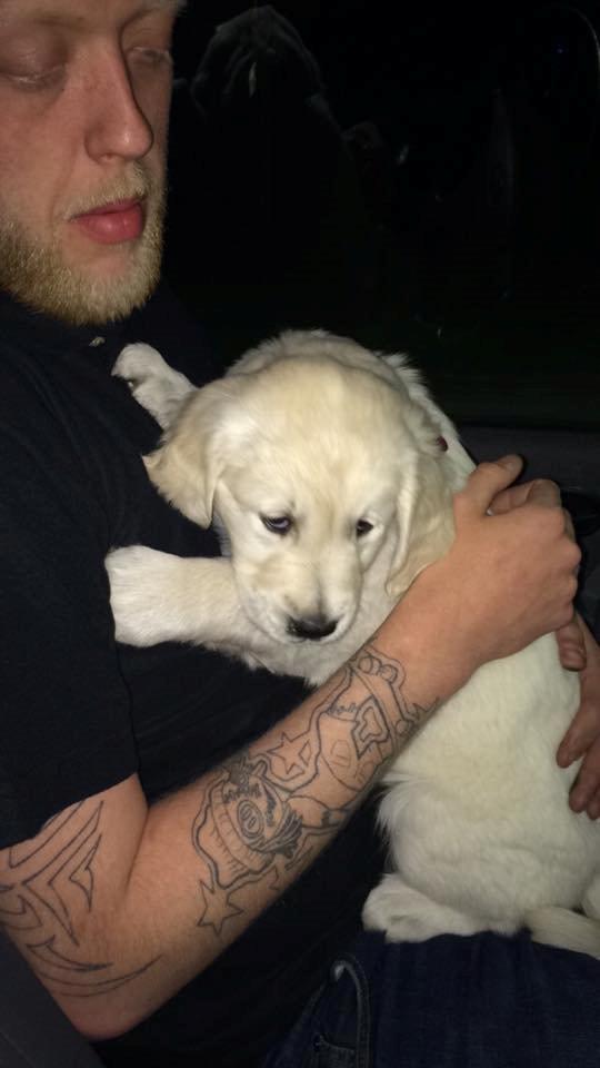 Golden retriever Lilly billede 20