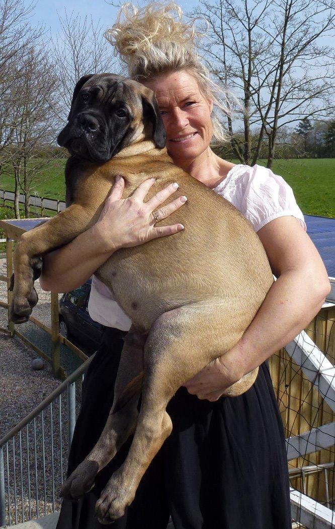 Bullmastiff Bullsaints Haress Al Dar - Barney 18 uger gl. 27 kg billede 24
