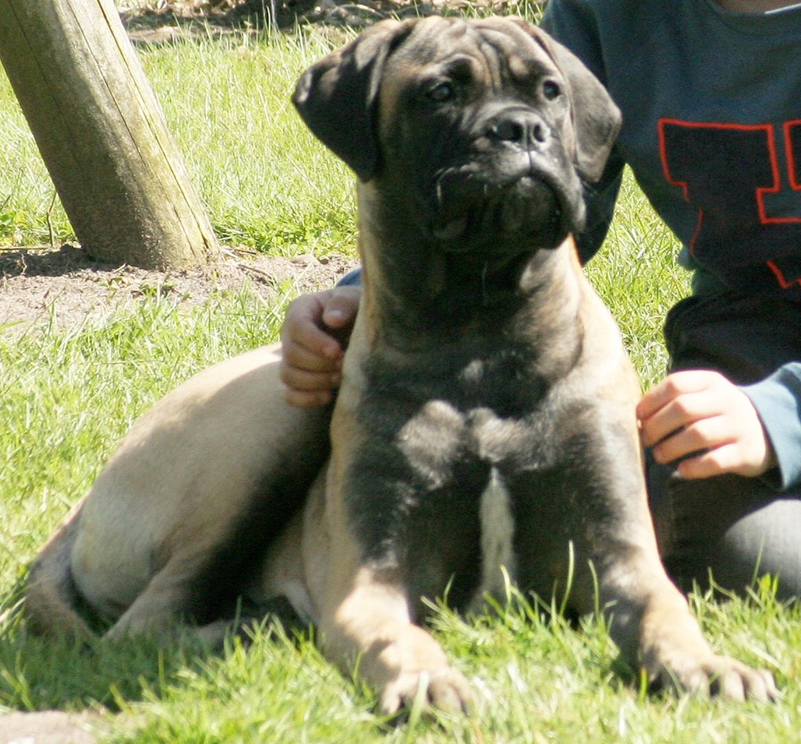 Bullmastiff Bullsaints Haress Al Dar - Barney 18 uger gl. 27 kg.. billede 25