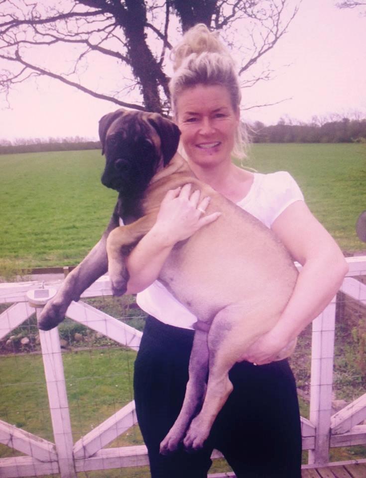 Bullmastiff Bullsaints Haress Al Dar - Barney 17 uger gl. 23,8 kg billede 23