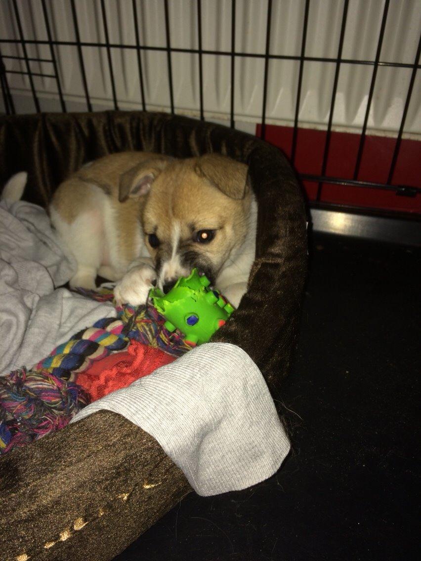 Blanding af racer Keyla <3 billede 11