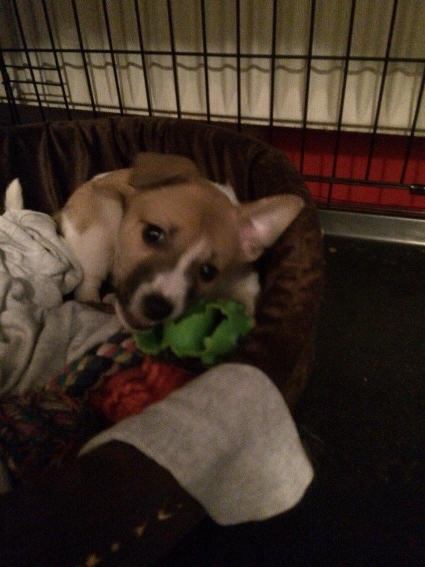 Blanding af racer Keyla <3 billede 12