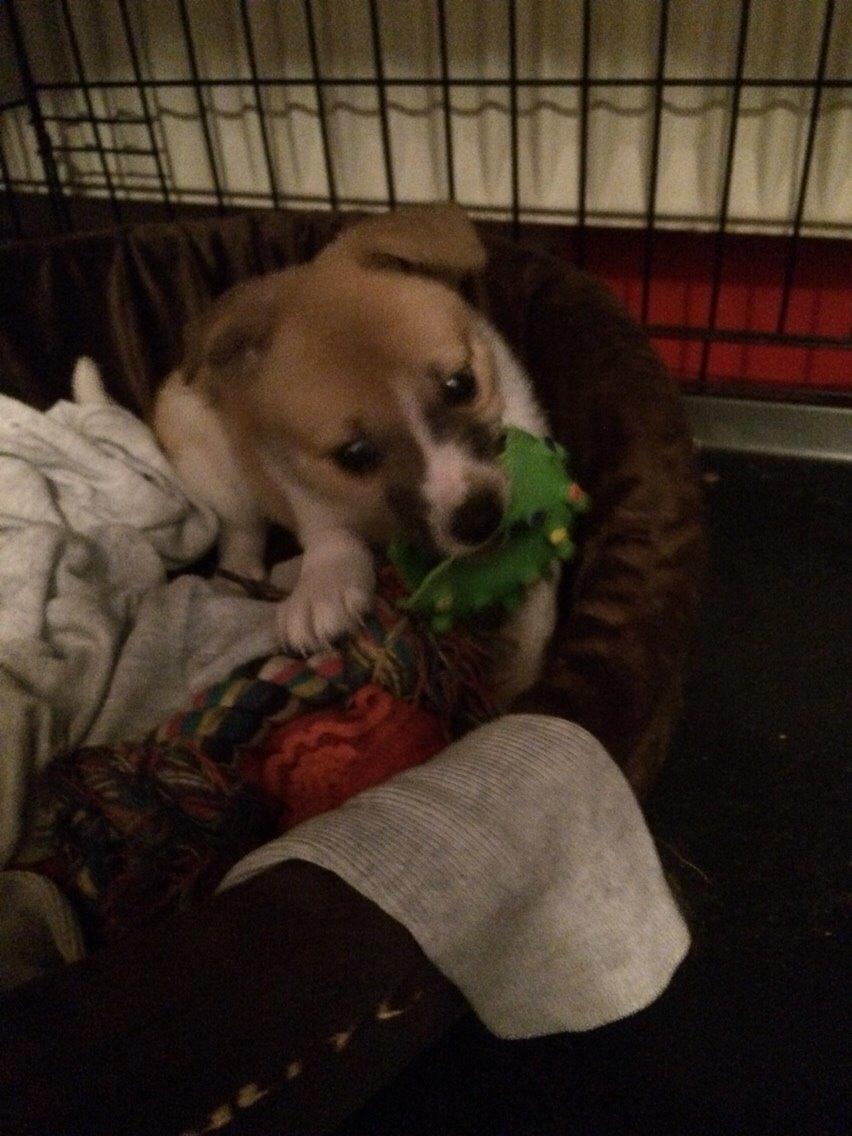 Blanding af racer Keyla <3 billede 13