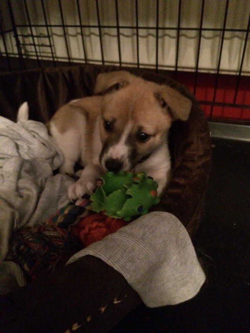 Blanding af racer Keyla <3 billede 14