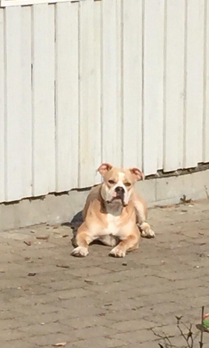 Olde english bulldogge Nala billede 15