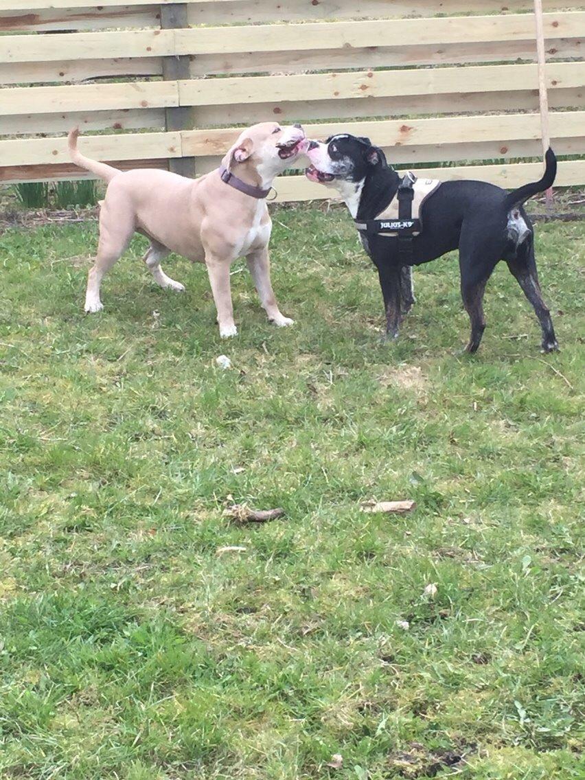 Olde english bulldogge Nala billede 17