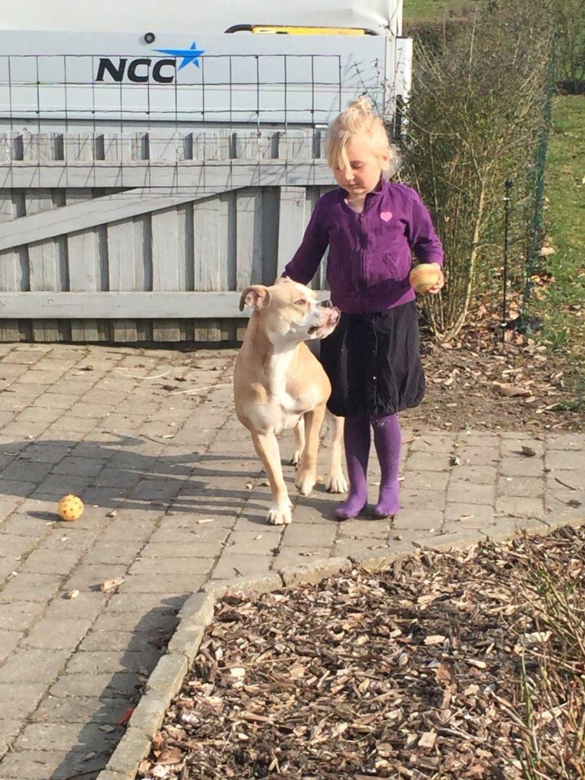 Olde english bulldogge Nala billede 18