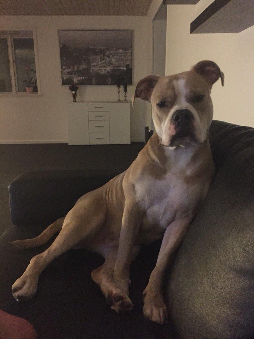 Olde english bulldogge Nala billede 20