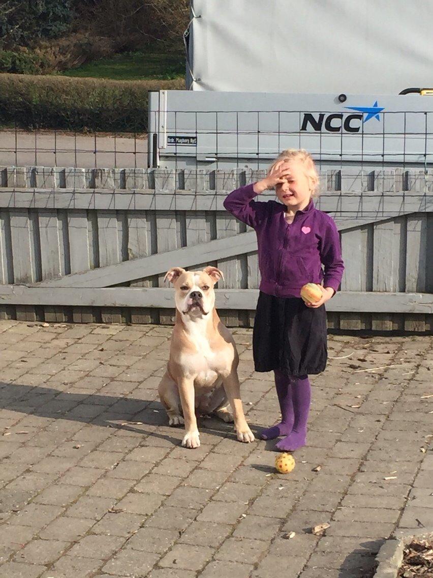 Olde english bulldogge Nala billede 19