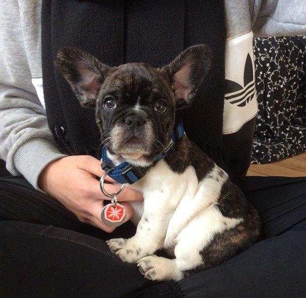 Fransk bulldog Aya billede 2