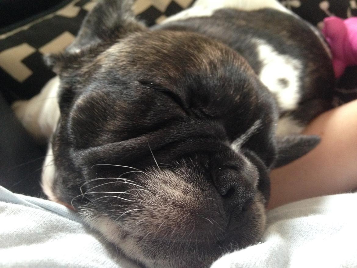 Fransk bulldog Aya billede 3