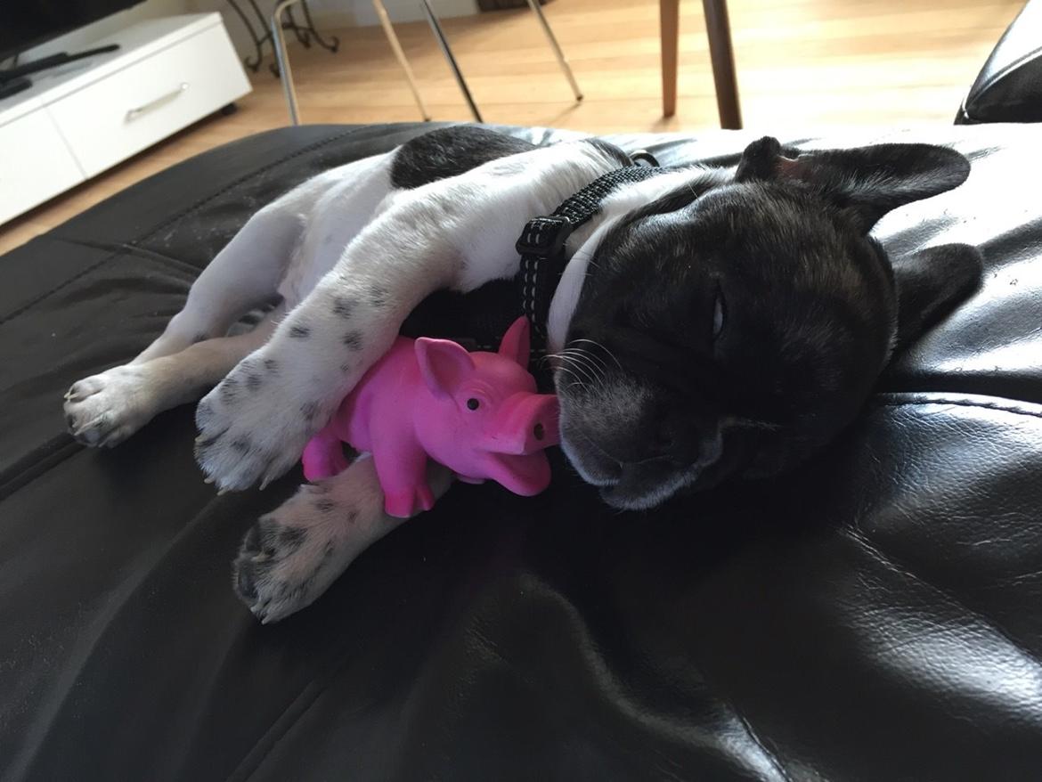 Fransk bulldog Aya billede 5