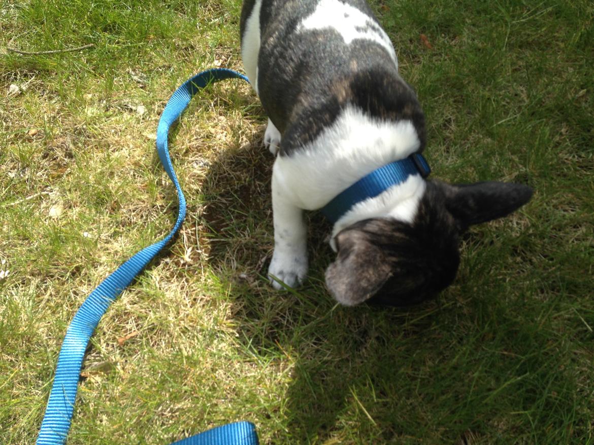 Fransk bulldog Aya billede 4