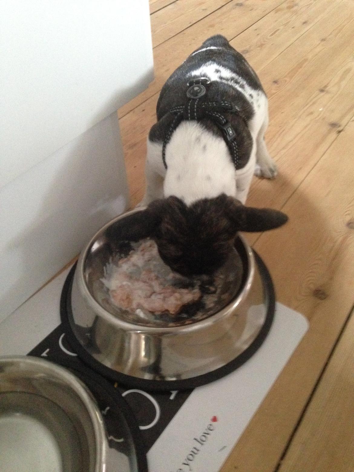 Fransk bulldog Aya billede 6