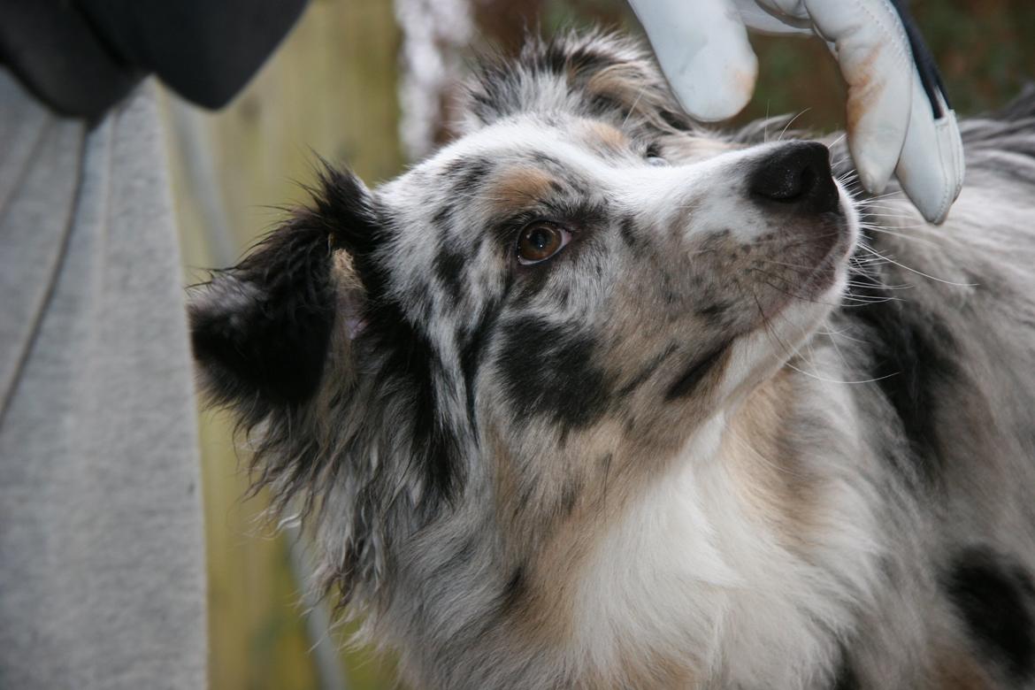 Australian shepherd Tarzan billede 13
