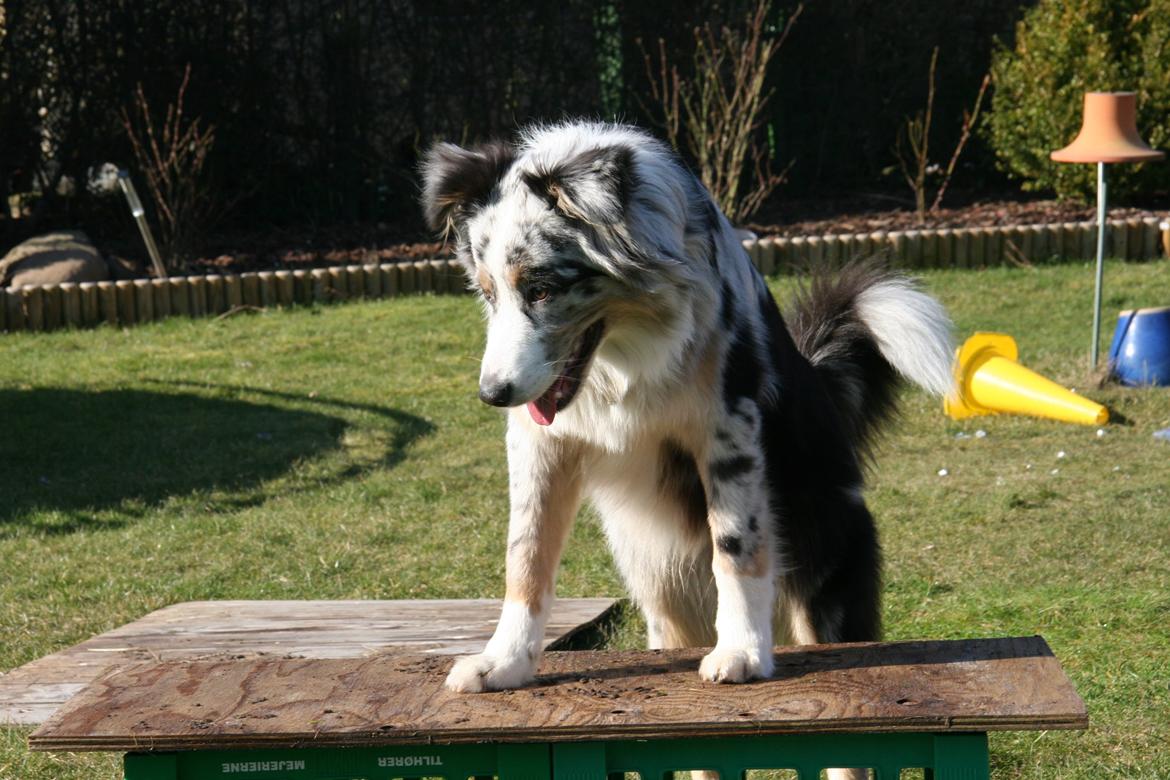 Australian shepherd Tarzan billede 26