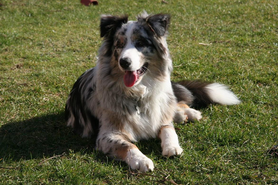 Australian shepherd Tarzan billede 9