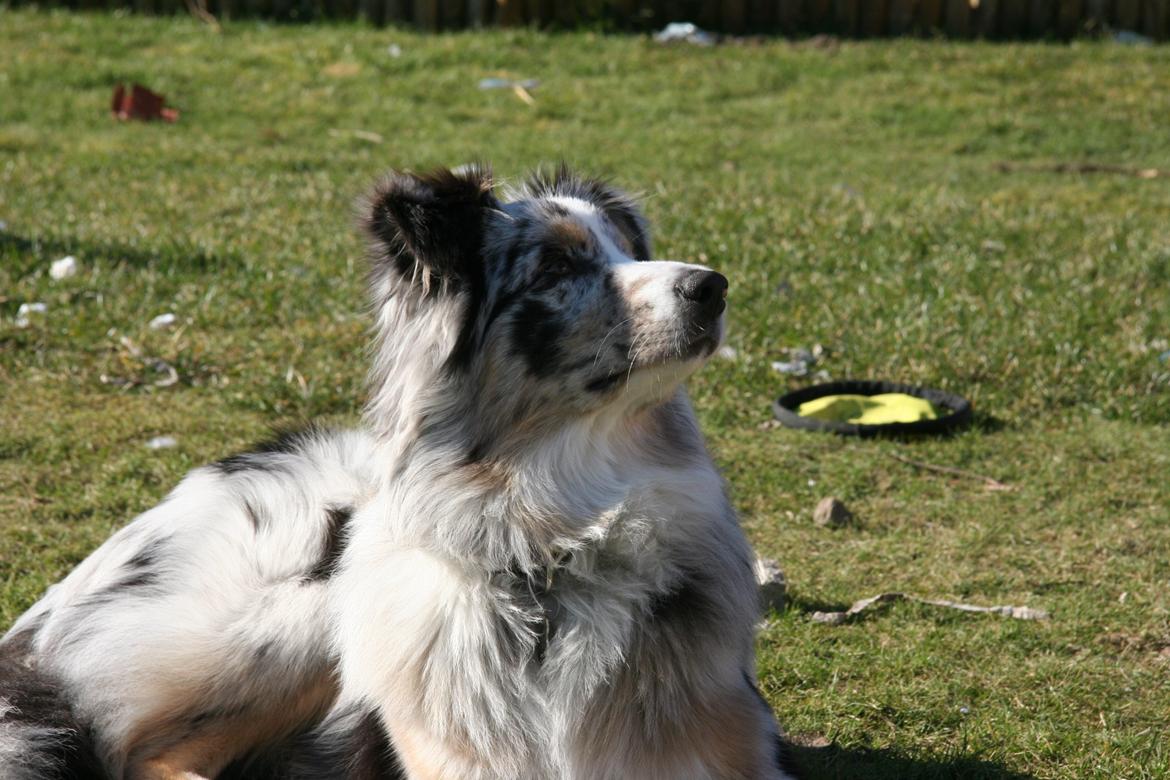 Australian shepherd Tarzan billede 36