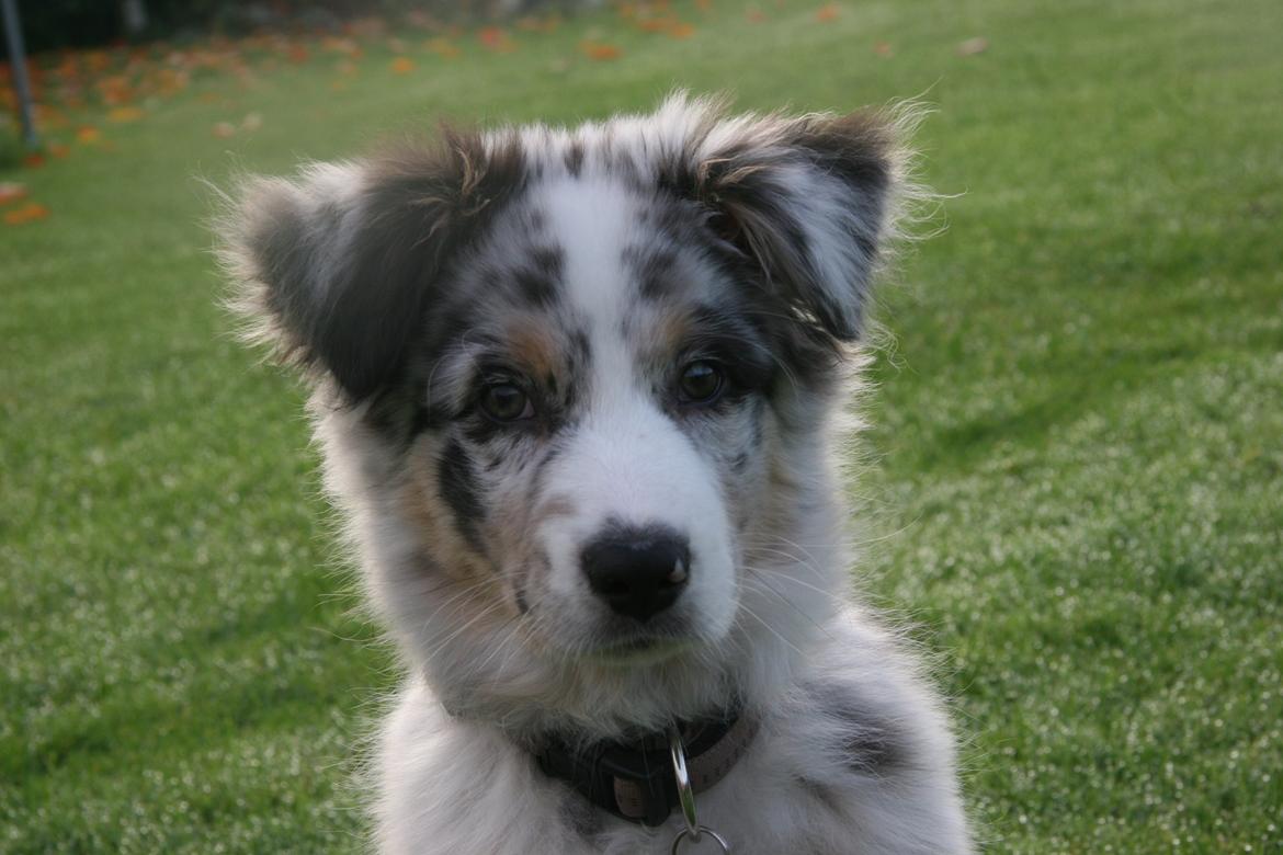Australian shepherd Tarzan billede 15