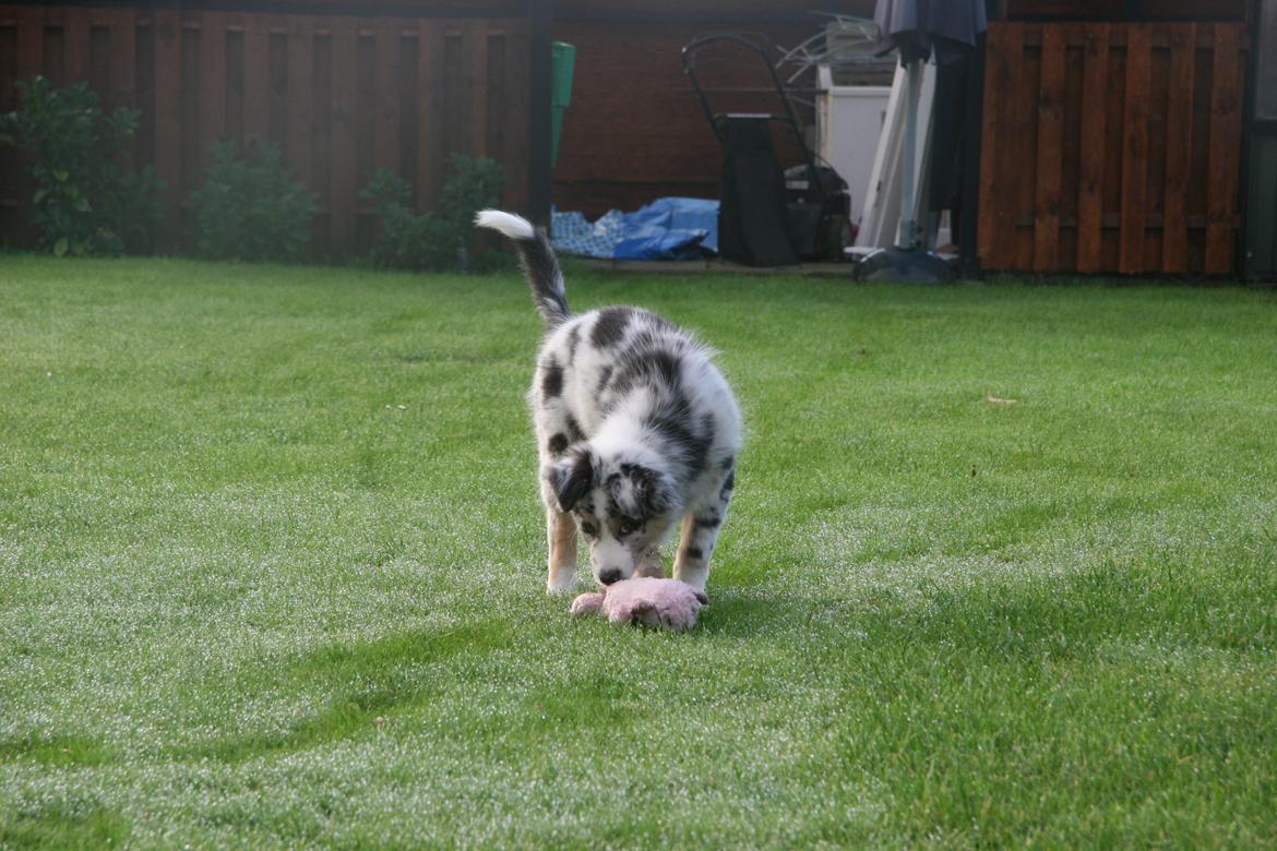 Australian shepherd Tarzan billede 39