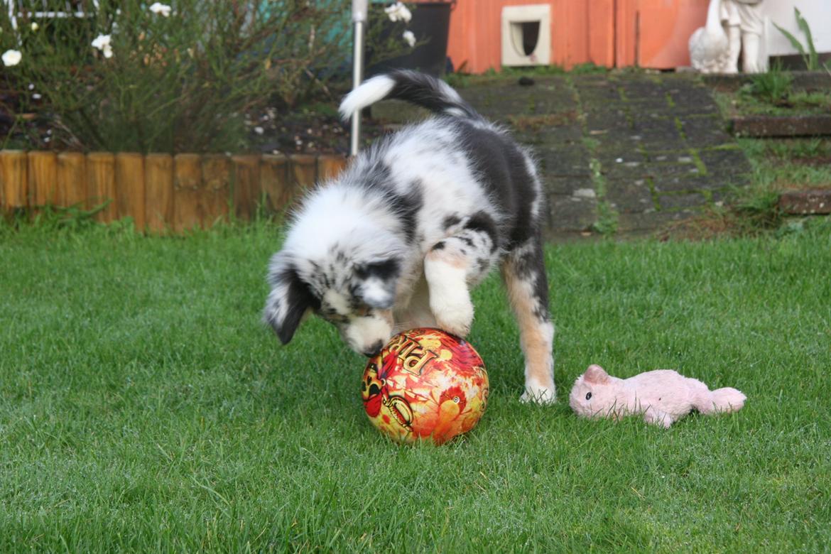 Australian shepherd Tarzan billede 30