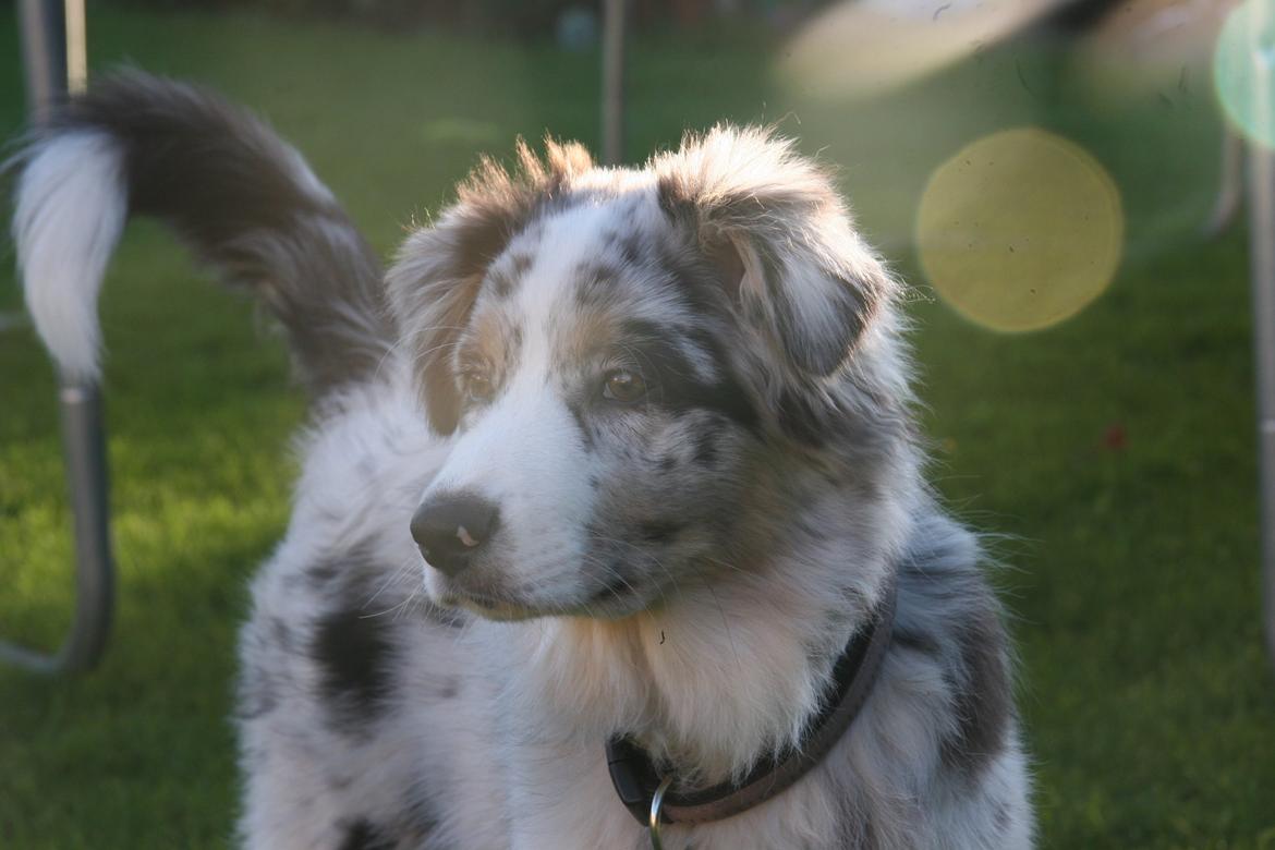 Australian shepherd Tarzan billede 35