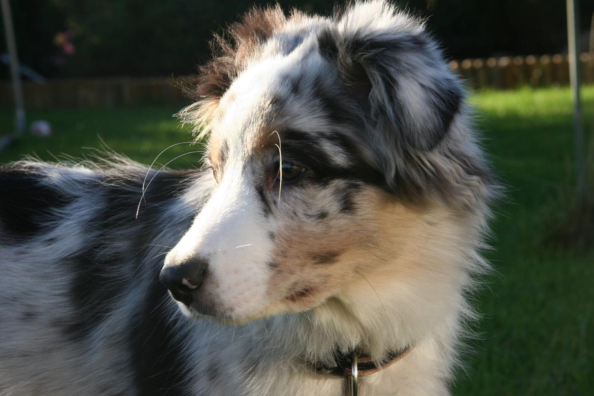 Australian shepherd Tarzan billede 4