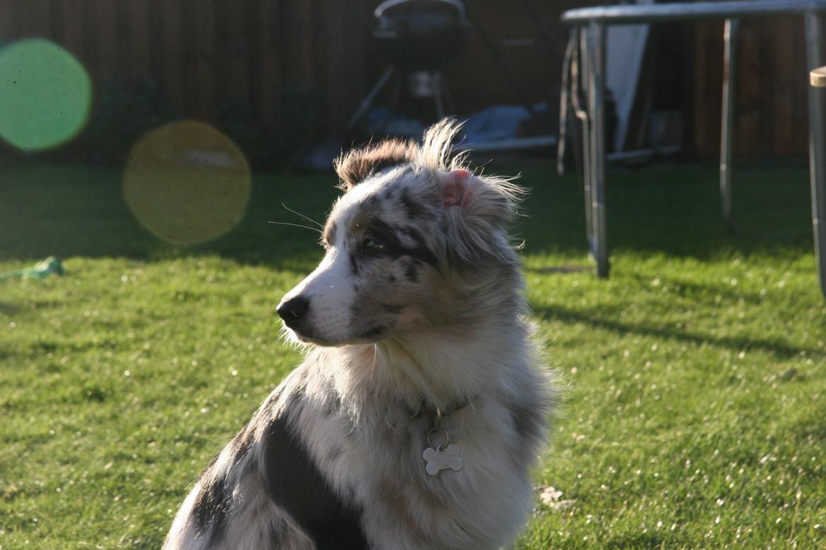 Australian shepherd Tarzan billede 41