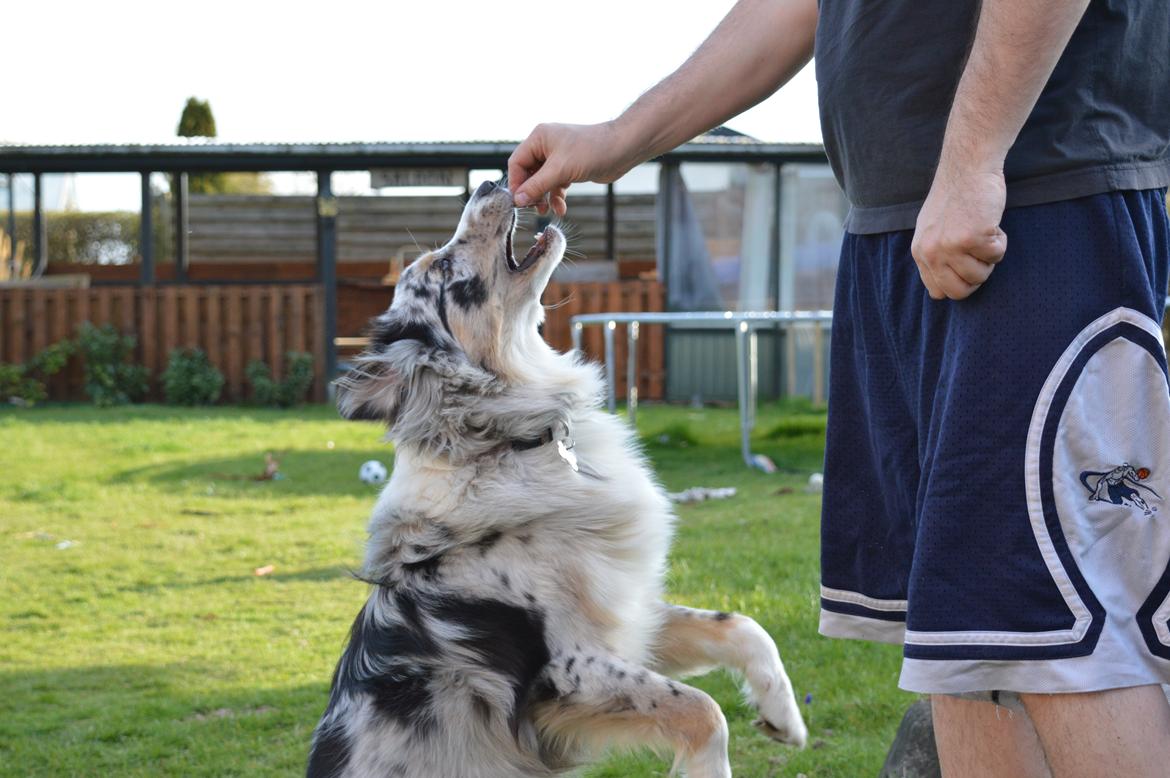 Australian shepherd Tarzan billede 34