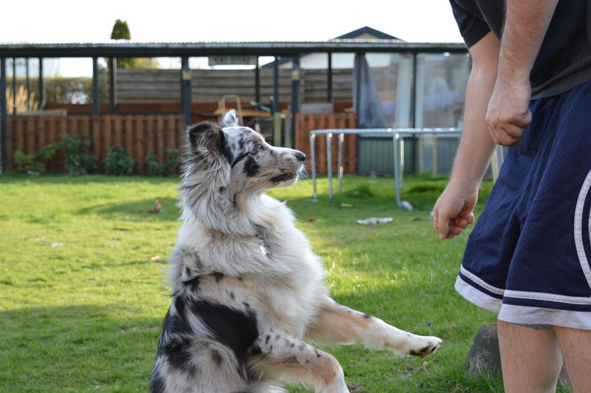 Australian shepherd Tarzan billede 19