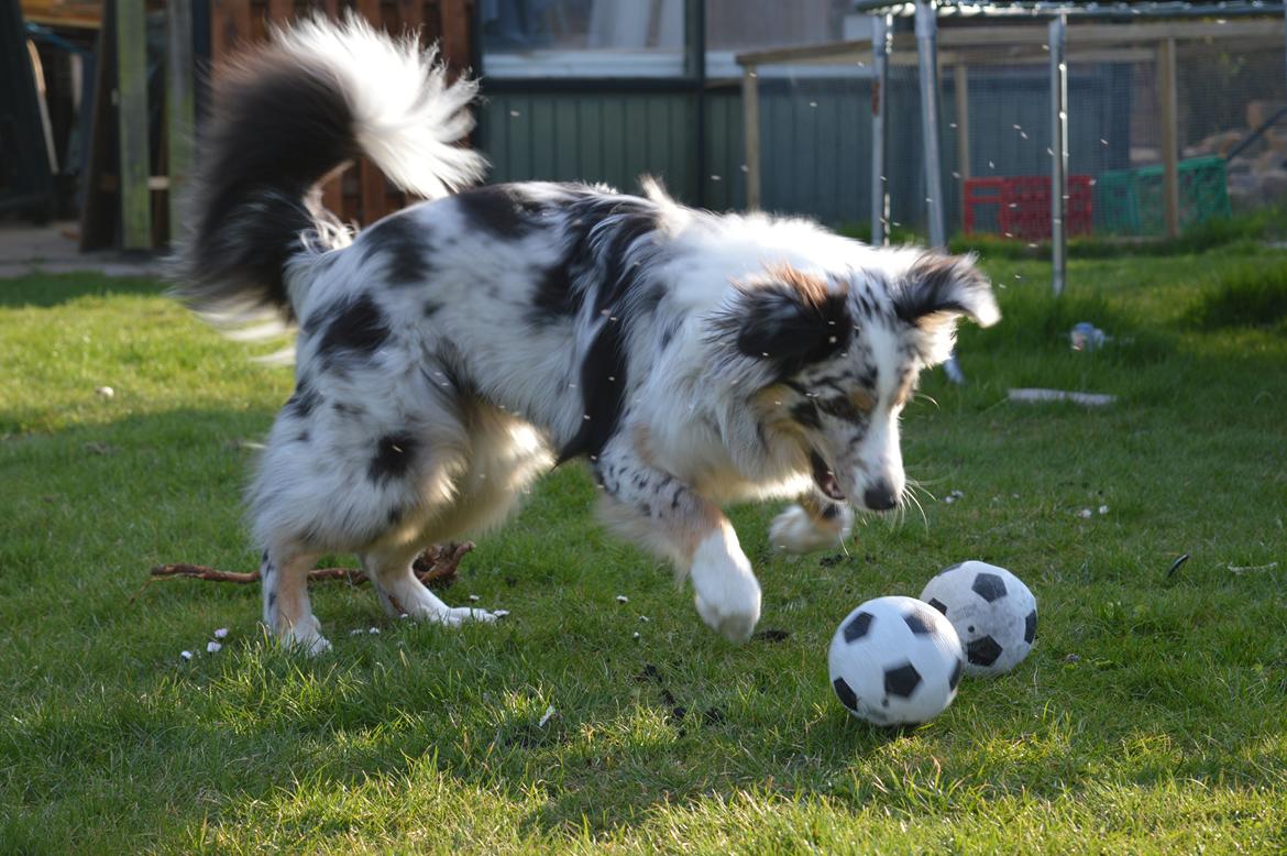 Australian shepherd Tarzan billede 42