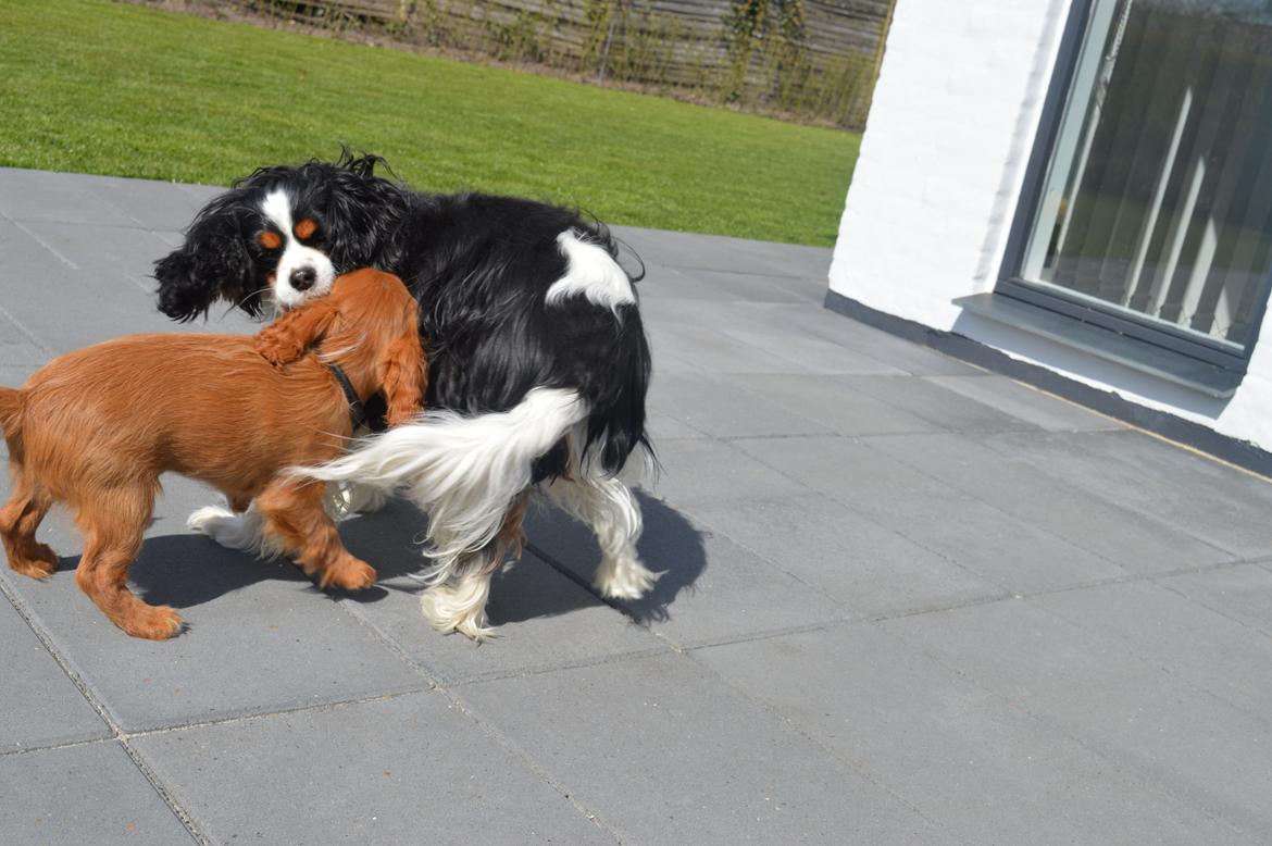 Cavalier king charles spaniel Bailey - 2 maj 2015<3 Loui og Bailey billede 2