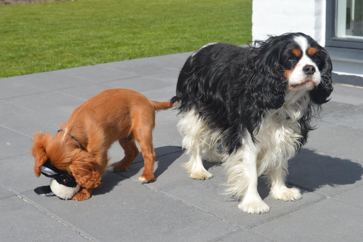 Cavalier king charles spaniel Bailey - 2 maj 2015<3 Loui og Bailey billede 4