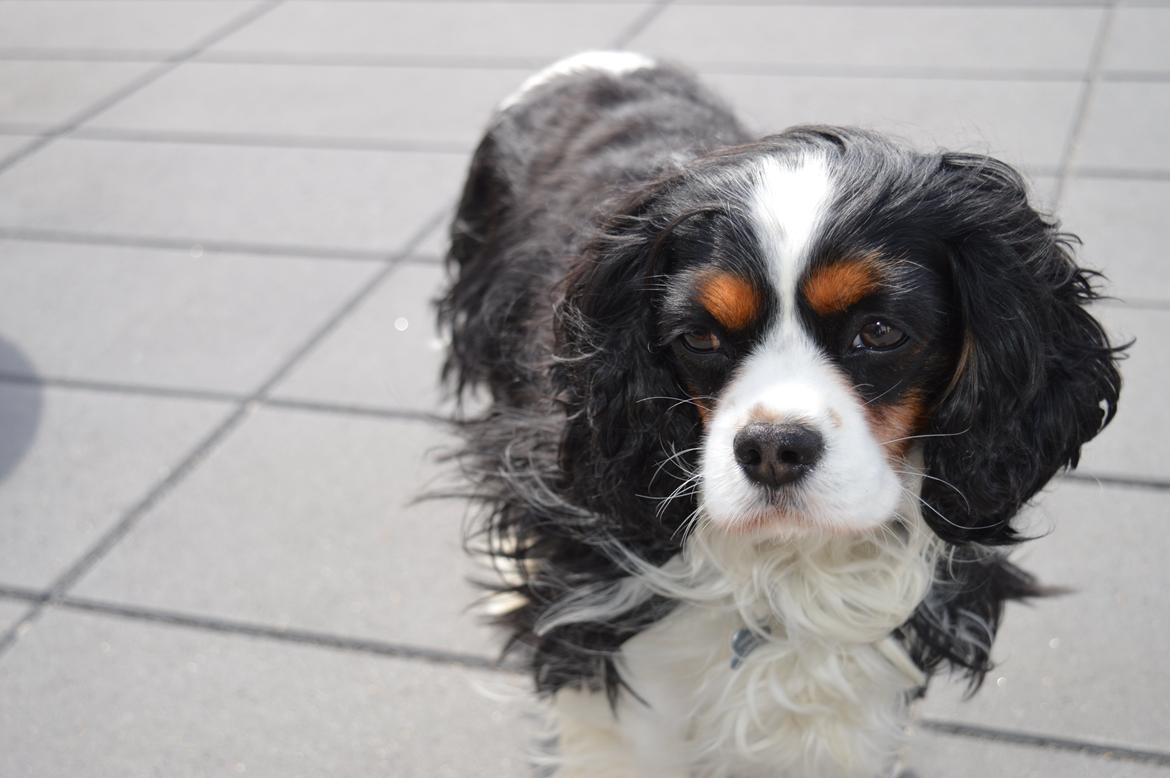 Cavalier king charles spaniel Bailey - Velkommen til Bailey's profil<3 2 maj 2015<3 billede 1