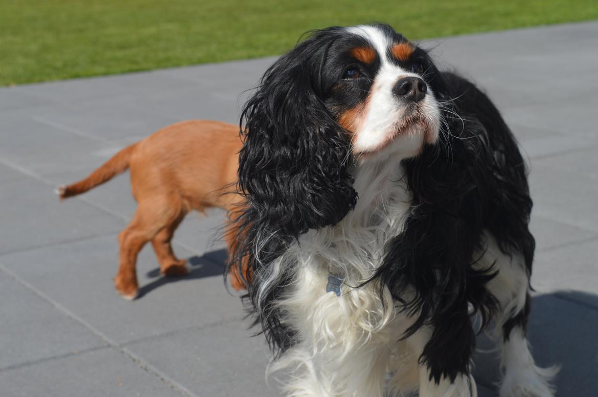 Cavalier king charles spaniel Bailey - Bailey owns this place<3 2 maj 2015 billede 6