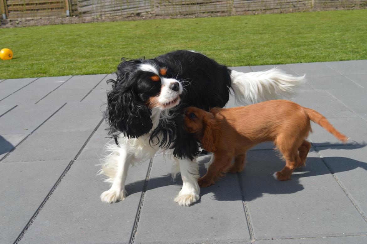 Cavalier king charles spaniel Bailey - 2 maj 2015<3 Loui og Bailey billede 3