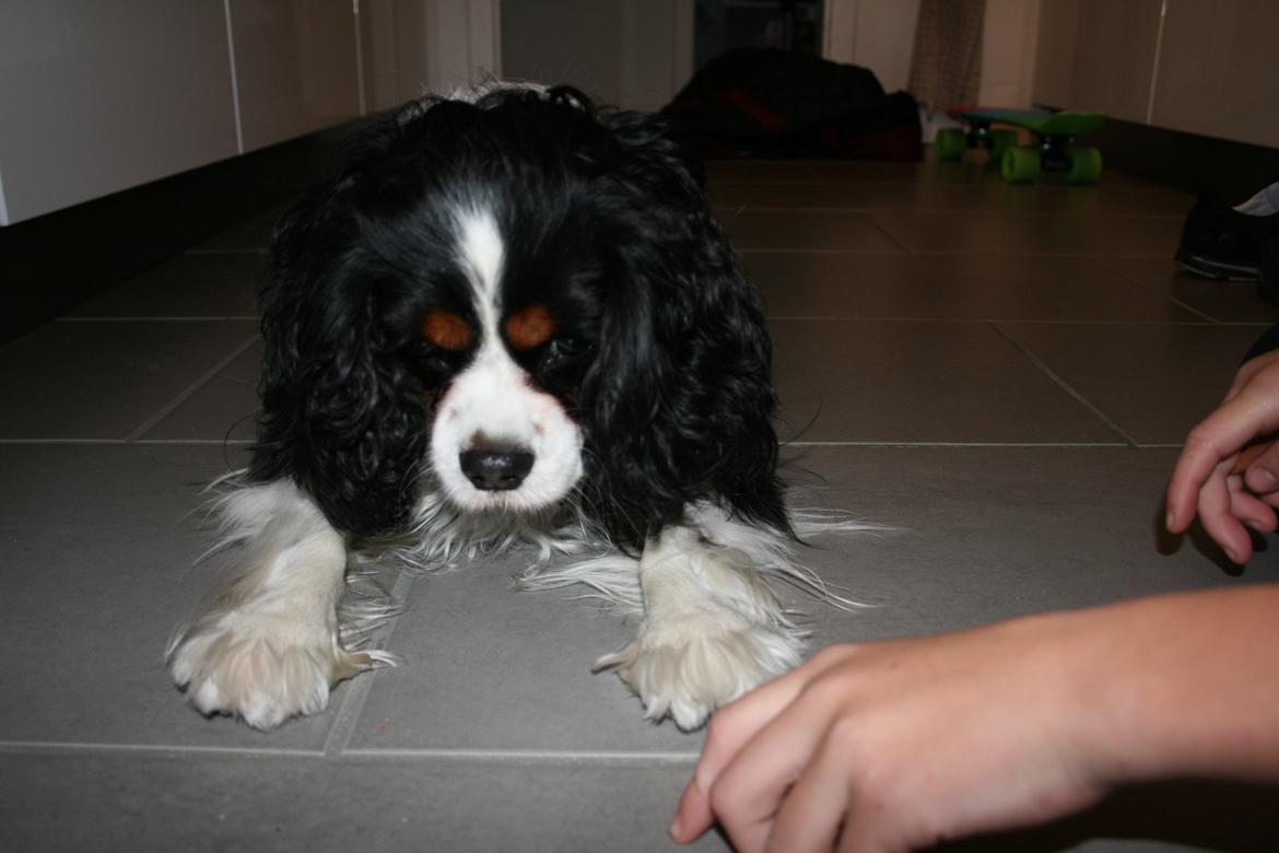 Cavalier king charles spaniel Bailey - Eferår 2014<3 billede 8