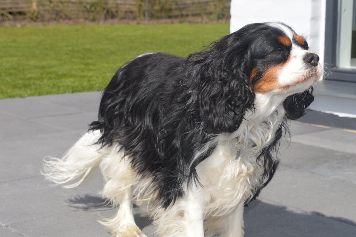 Cavalier king charles spaniel Bailey - 2 maj 2015 billede 7