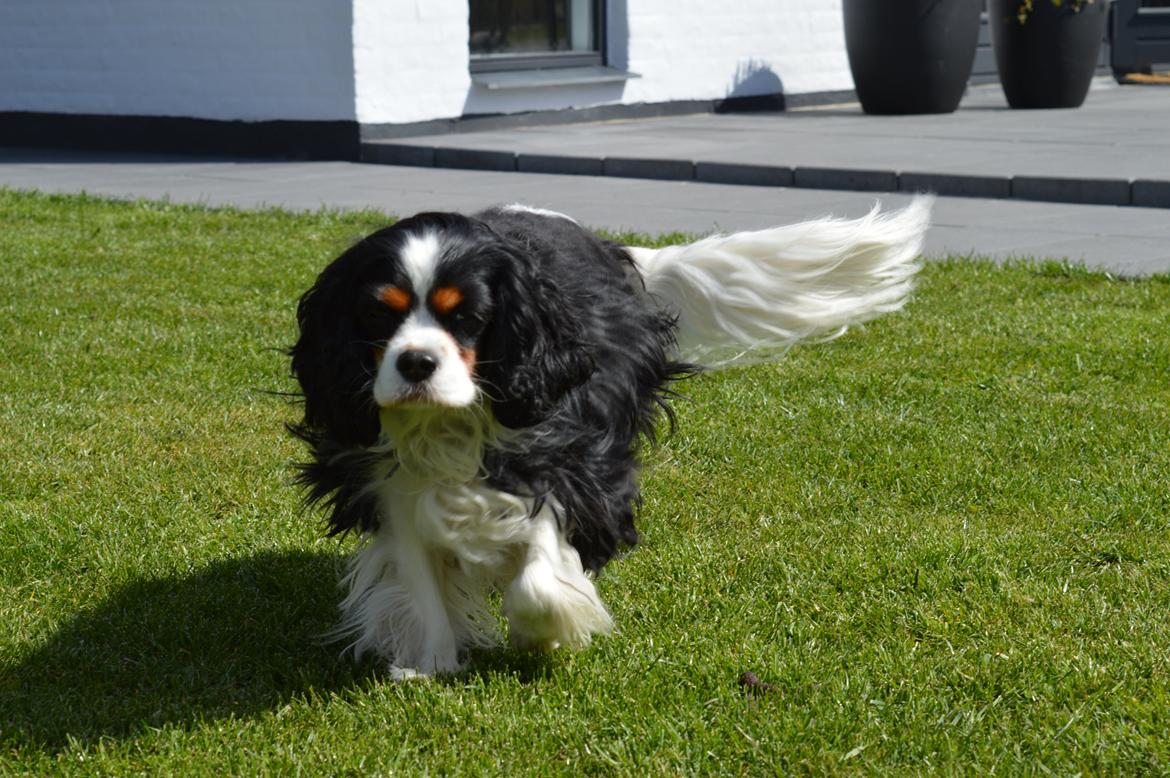 Cavalier king charles spaniel Bailey - 2 maj 2015<3 billede 13