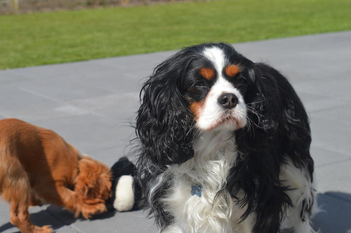 Cavalier king charles spaniel Bailey - 2 maj 2015<3 Loui i baggrunden billede 14