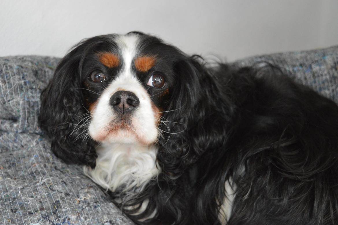 Cavalier king charles spaniel Bailey - 2 maj 2015 billede 12