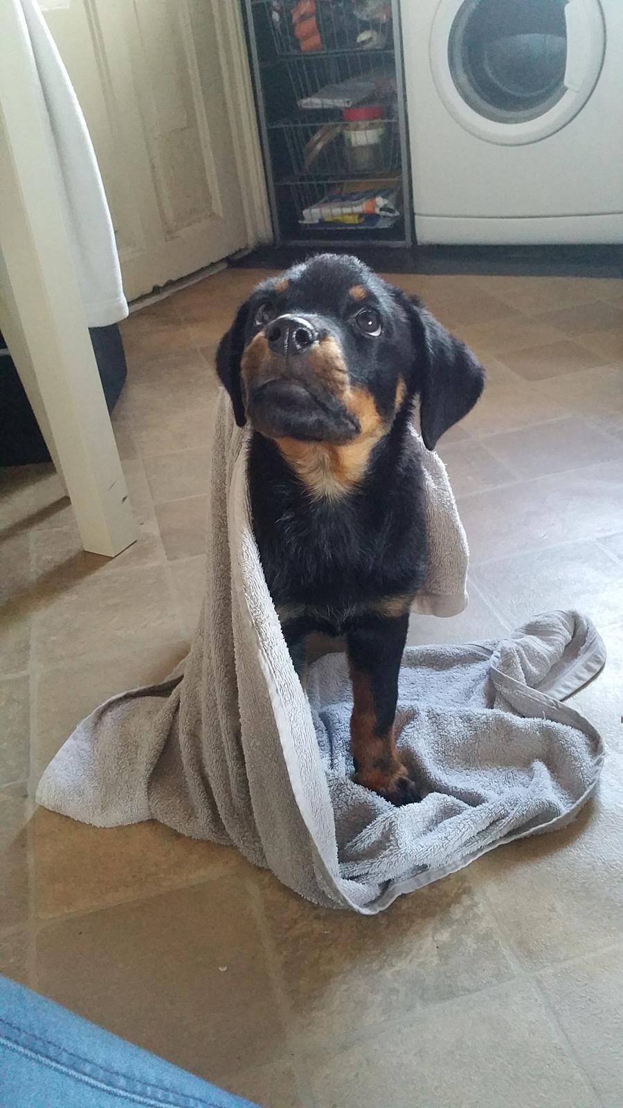 Rottweiler Kali billede 27