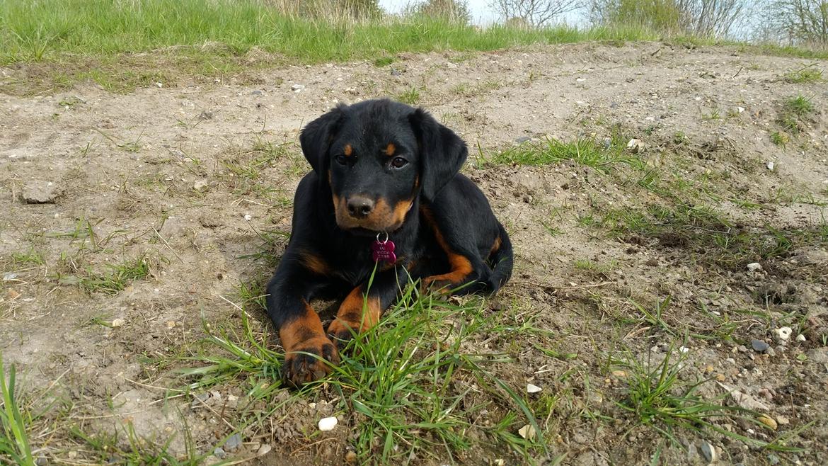 Rottweiler Kali billede 25
