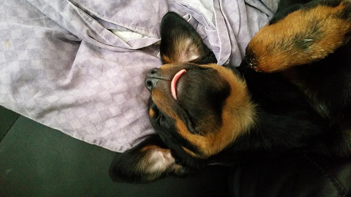 Rottweiler Kali billede 22