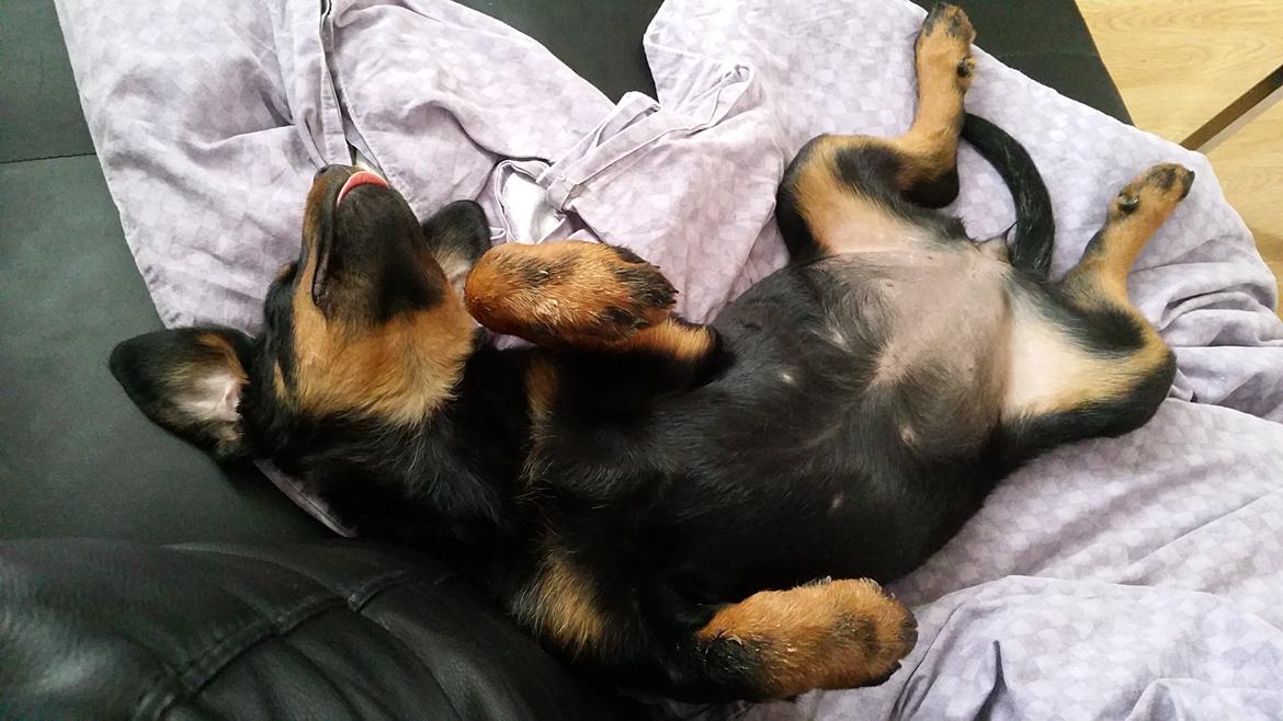 Rottweiler Kali billede 29